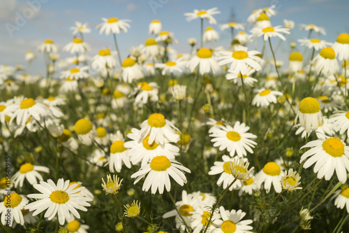 Tableau sur toile White daisywheels on background blue sky