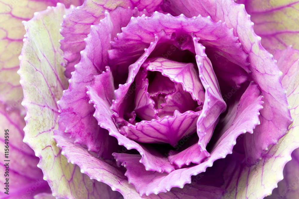 single flower of violet brassica oleracea - close up single flower of violet brassica oleracea - close up