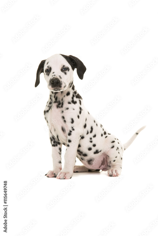 Cute black and white dalmatian puppy sitting proud facing the camera isolated on a white background