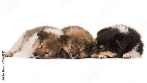 Three cute sleeping shetland sheepdog puppies lying netxt to eachother isolated on a white background
