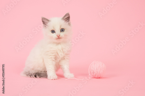 Fototapeta Naklejka Na Ścianę i Meble -  Cute longhair baby ragdoll cat sitting with a ball of pink wool on a pink background