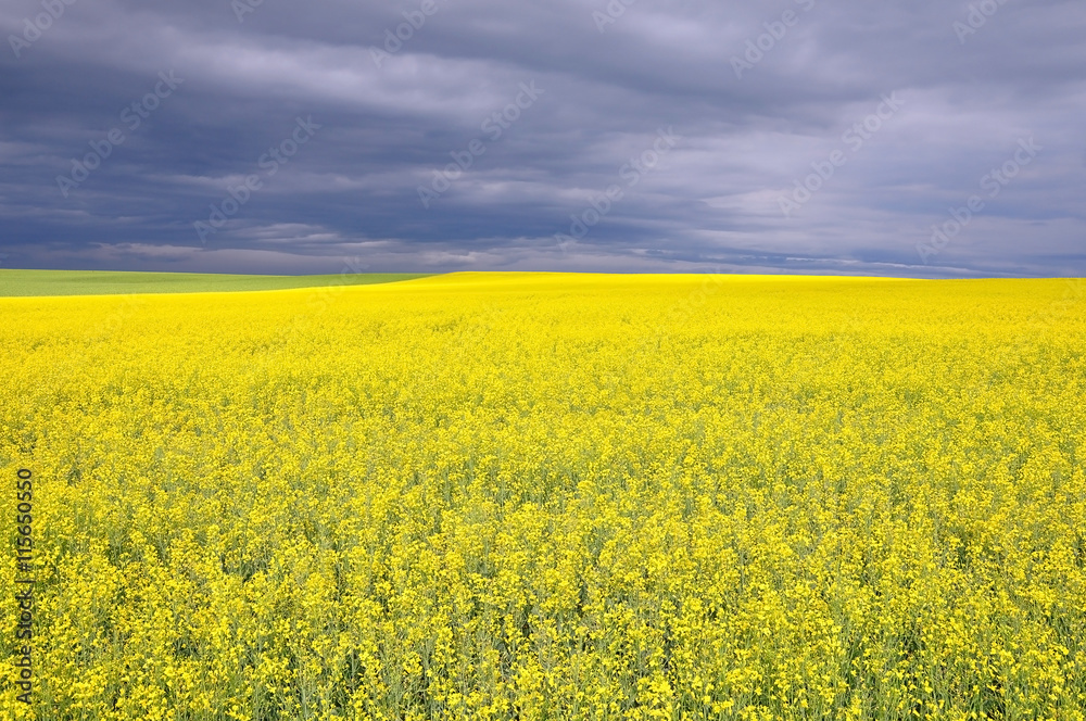 Yellow flowering rapeseed field in perspective. The stormy sky in the background.