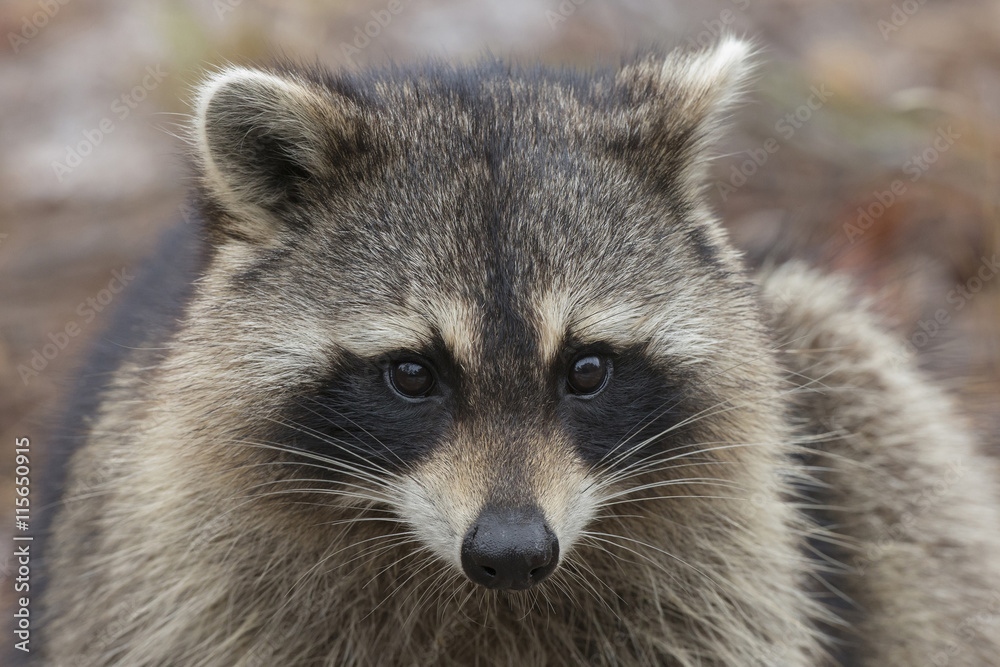 Raccoon, Procyon lotor, Florida, USA Raccoon, Procyon lotor, Florida, USA