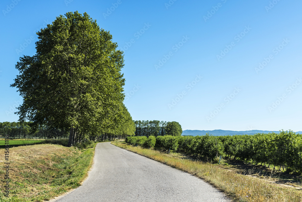 Road with trees in the field in Spain