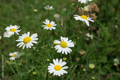 Chamomile in the field