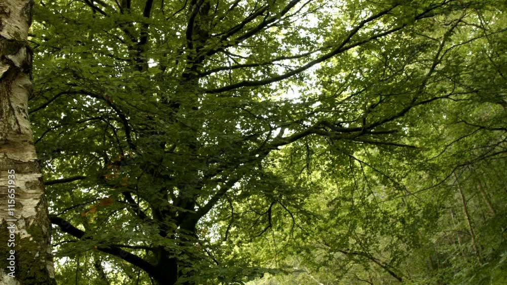 View of lush forest in high quality format View of lush forest in high quality format