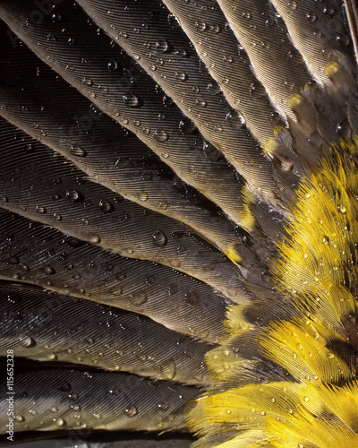 USA, Oregon. Waterdrops on underside of grosbeak feather. Credit as: Steve Terrill / Jaynes Gallery / DanitaDelimont.com photo