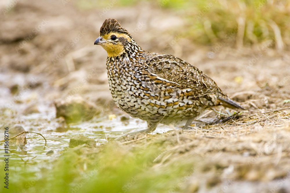 USA, Texas, Mission, Dos Venadas Ranch. Close-up of female northern bobwhite. Credit as: Fred J. Lord / Jaynes Gallery / Danita Delimont.com USA, Texas, Mission, Dos Venadas Ranch. Close-up of female northern bobwhite. Credit as: Fred J. Lord / Jaynes Gallery / Danita Delimont.com
