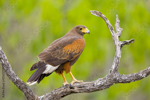 USA, Texas, Mission, Dos Venadas Ranch. Close-up of Harris hawk on branch. Credit as: Fred Lord / Jaynes Gallery / Danita Delimont.com photo