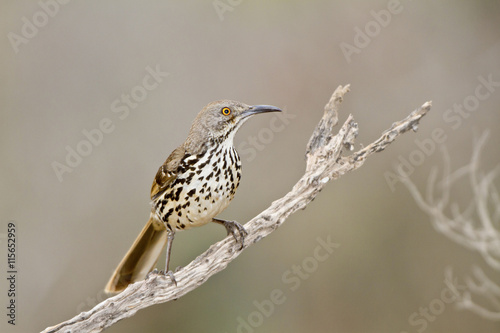  Long-billed Thrasher (Toxostoma longirostre) Starr Co., TX photo