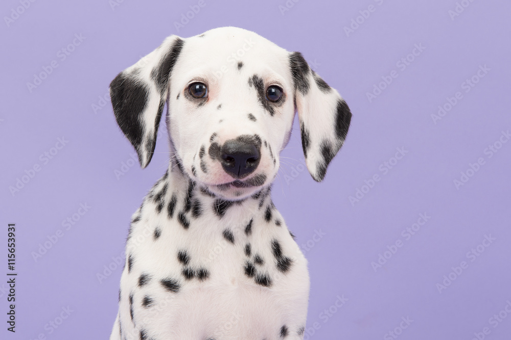 Portrait of a cute black and white dalmatian puppy dog on a lavender purple background facing the camera