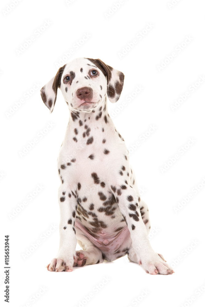 Cute sitting brown and white dalmatian puppy dog looking up isolated on a white background