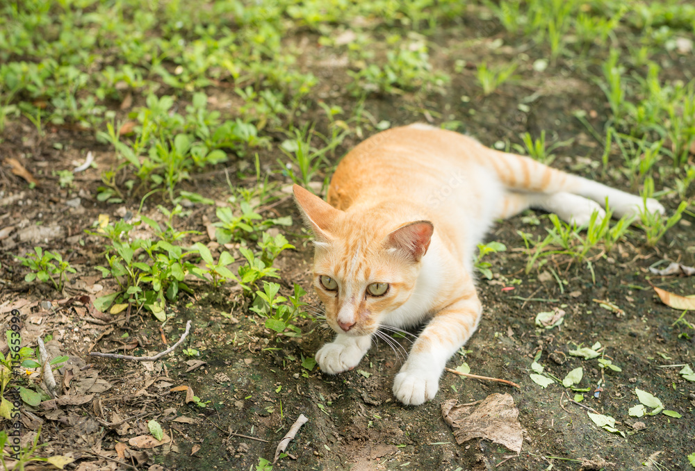 A little cat in my garden.