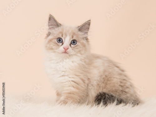 Fototapeta Naklejka Na Ścianę i Meble -  Pretty fluffly rag doll baby cat kitten sitting facing the camera seen from the side on a creme white background