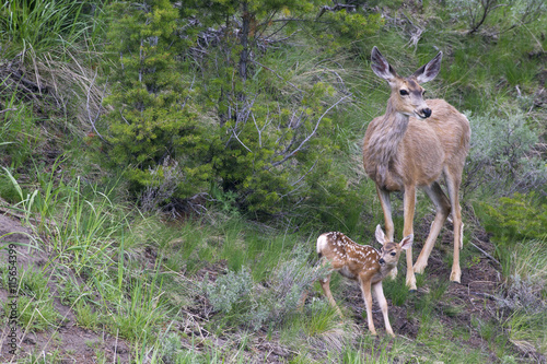 Mule Deer Doe with Fawn