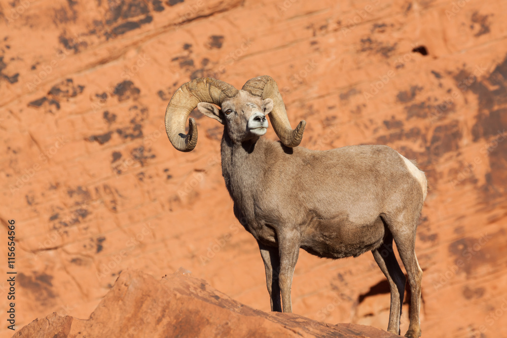 Naklejka premium Desert Bighorn Sheep Ram