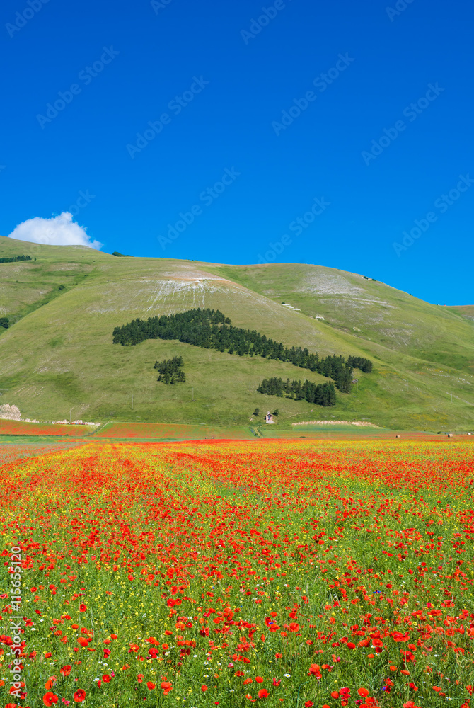 Castelluccio di Norcia 2016 (Umbria, Italy) - The flowering in the highland of Sibillini Mountains