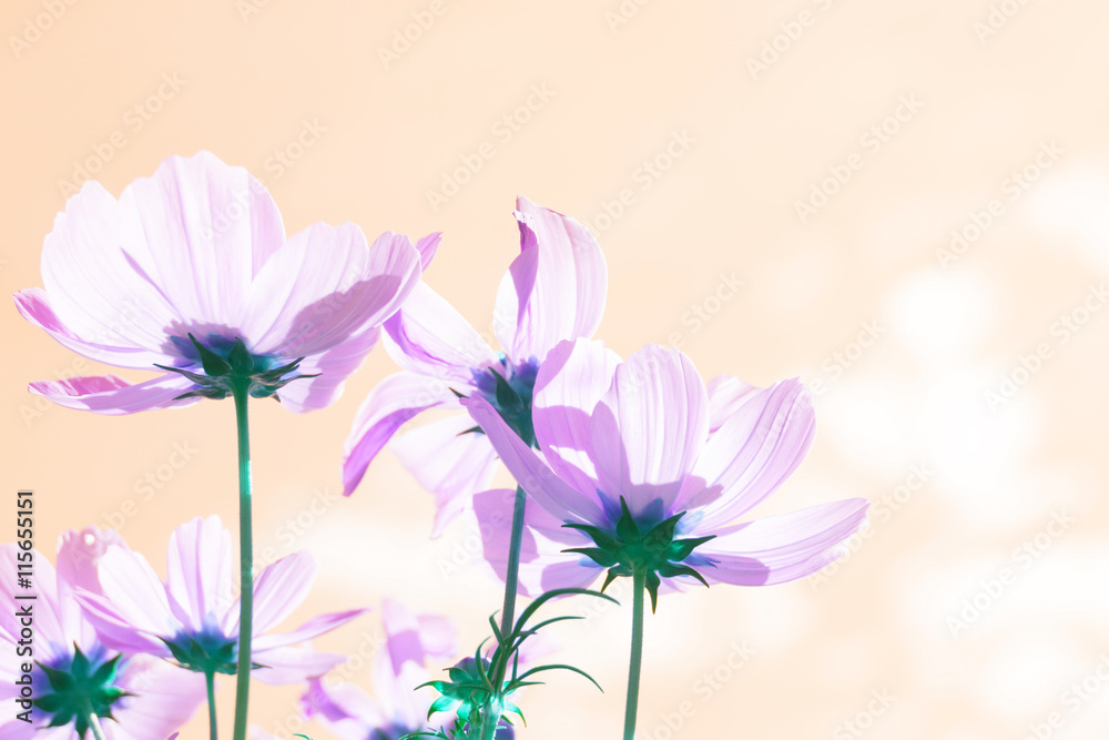 Smmer field with pink fresh cosmos flowers, fancy toned Smmer field with pink fresh cosmos flowers, fancy toned