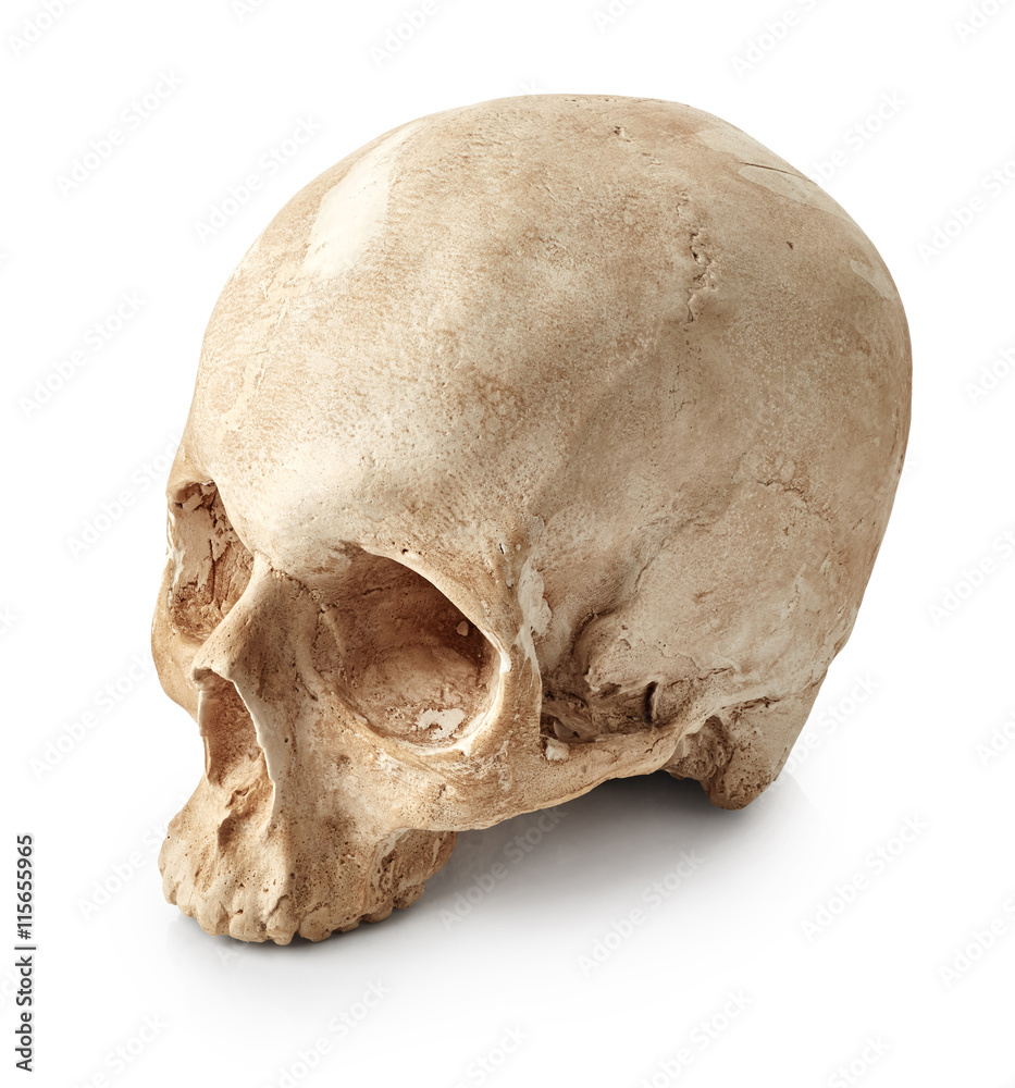 Human skull Human skull