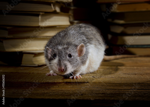 Rats and books.