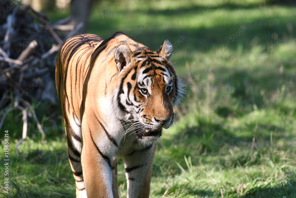 Fototapeta premium tigre