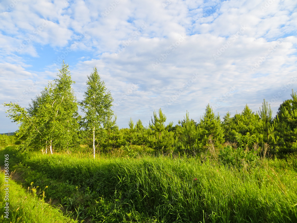 Naklejka premium Summer landscape with green trees