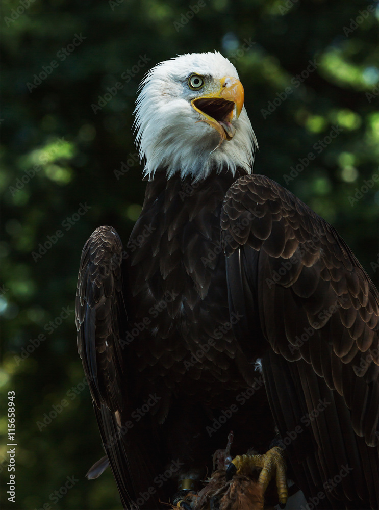 Fototapeta premium Portrait of a bald eagle (lat. haliaeetus leucocephalus)