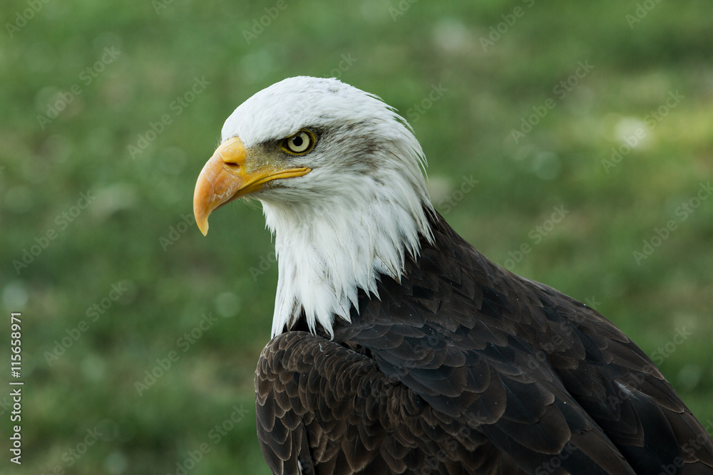 Portrait of a bald eagle (lat. haliaeetus leucocephalus) Portrait of a bald eagle (lat. haliaeetus leucocephalus)
