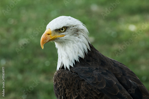 Portrait of a bald eagle  lat. haliaeetus leucocephalus 