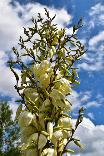 Flower Juka after rain. Yucca filamentosa. photo