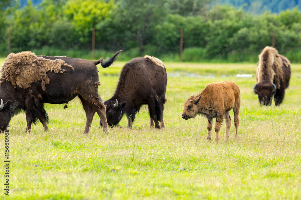 Alaska Wildlife Conservation Center