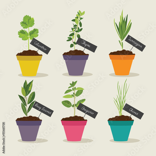 Herb garden with pots of herbs set 2, vector illustration
