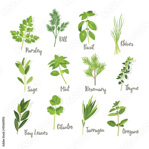 Canvastavla Set of herbs isolated, vector illustration