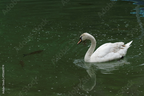 Fototapeta Naklejka Na Ścianę i Meble -  Statuesque swan swimming in the water