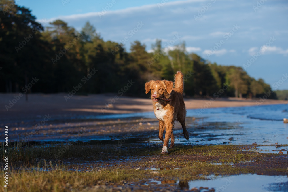 dog on the beach, summer walks on water dog on the beach, summer walks on water