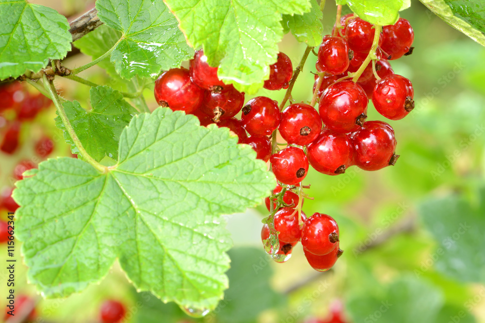 Obst 668 Obst 668