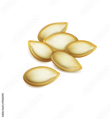 Vector pumpkin seeds isolated on white background