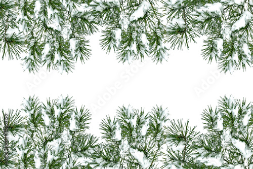  Snow covered trees. fir branch isolated on white background.