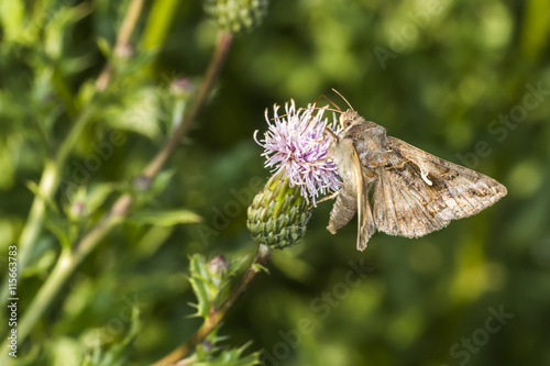 Obraz na płótnie Gammaeule (Autographa gamma) w salonie