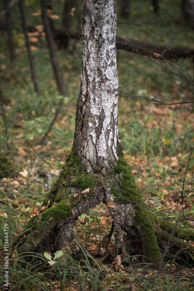 Nice lonely birch tree in the forest with funny roots Nice lonely birch tree in the forest with funny roots