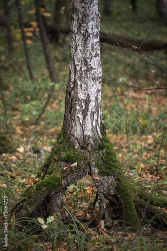 Nice lonely birch tree in the forest with funny roots