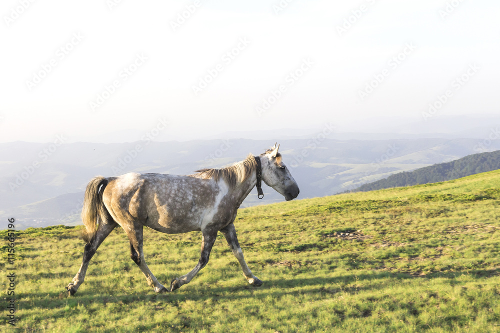Fototapeta premium Horses in the mountains landscape