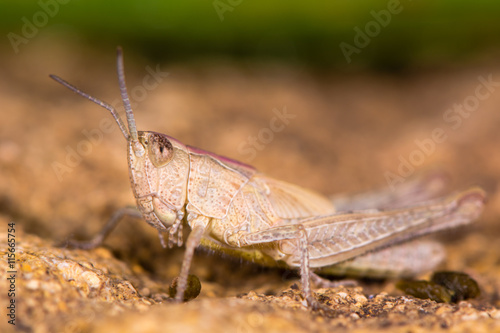 Field grasshopper (Chorthippus brunneus) brown form in profile. Short-winged insect in family Acrididae, with pink pronotal shield and hairy underside © iredding01