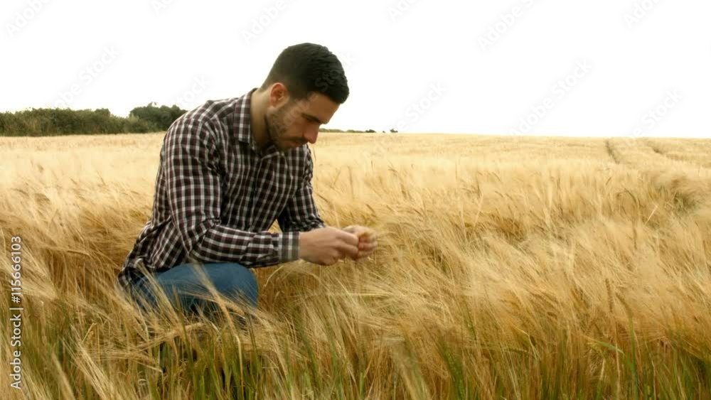 Farmer checking his crops Farmer checking his crops