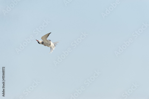 Common Tern spins in flight