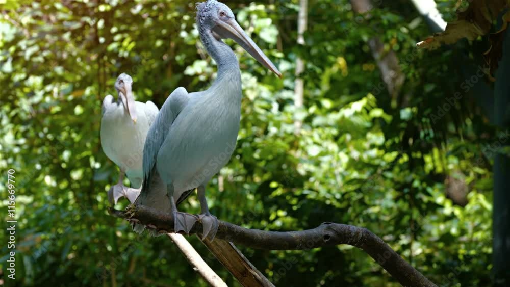Pair of pelicans, perched awkwardly with their webbed feet on bare tree branches, as a gentle breeze stirs their feathers. Video 3840x2160 Pair of pelicans, perched awkwardly with their webbed feet on bare tree branches, as a gentle breeze stirs their feathers. Video 3840x2160
