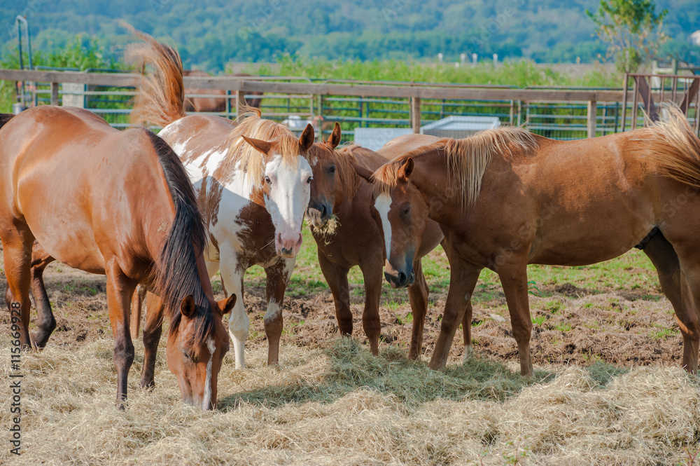 Group of Horses feeding