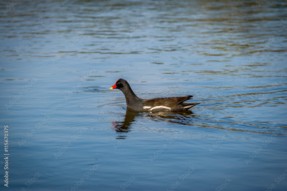 Moorhen or marsh hen (Gallinula chloropus) swimming on a lake - black bird with red and yellow beak Moorhen or marsh hen (Gallinula chloropus) swimming on a lake - black bird with red and yellow beak
