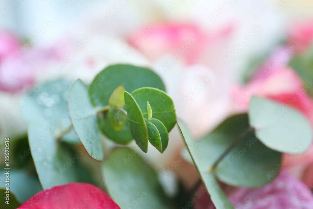 Obraz premium Fresh roses leaves, closeup