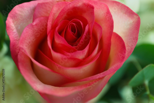 Beautiful rose  closeup